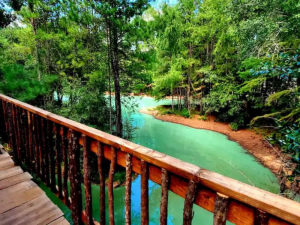 Magical Forest Resort